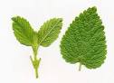 Spice Pages: Lemon Balm (Melissa officinalis)