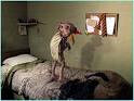 Dobby - Team StarKid Wiki