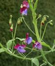 Lathyrus odoratus 'Cupani' is the oldest cultivar of sweet pea, - via Daymix