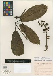 Image result for Schefflera cartagoensis