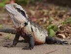 Water Dragon Animal Wildlife
