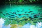 Discovering Brazil: Bonito - Mato Grosso do Sul