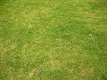 Short grass free stock photo - via Daymix
