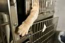Citizens for Responsible Animal Shelter Management - About Us "Go ...