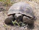 Gopher Tortoise - Description, Life Span, Reproduction, Habitat ...