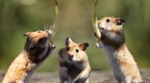 external image images?q=tbn:ANd9GcRX9AogkTR-L9y5aS9T41cBwEvm1W3AFQc5SCLnLjo2vIXJKNAT