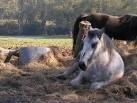 Lazy Sunday afternoon. Horse chilling out not in field, but on the side of - via Daymix