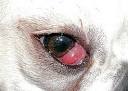 Information about cherry eye in Cocker Spaniel dogs