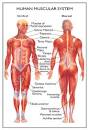 Human Anatomy Diagram | Tutorvista.