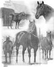 http://www.waggonerranch.com/Qhj19612.jpg