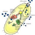 Bacterial Resistance to Antibiotics