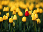 Blooming flowers - Flowers online