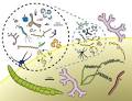 Bacteriology | Hepatitis