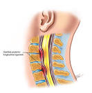 <b>Ossification</b> of the <b>posterior</b>