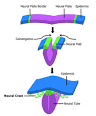 <b>Neural crest</b>