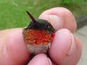 hummingbirds.