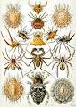 Arachnid - Wikipedia, the free encyclopedia