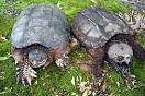 Chelydra.org - Difference between Common and Alligator Snapping Turtle