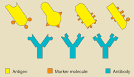 What are <b>Antigens</b> and