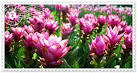  Krachiao Flower Flower Festival   The festival of Chaiyaphum SIAM tulip
