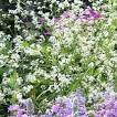 <b>Crambe</b> cordifolia