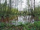Part of the Arger Fen and Spouse's Vale Nature Reserve, Suffolk Wildlife - via Daymix