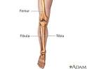 <b>Leg</b> skeletal anatomy