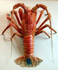 images?q=tbn:ANd9GcRYovB5fJIz5gXF0DRnEmqF0nAC1Xxu5FM8GjszcsgCWE1oaMYk