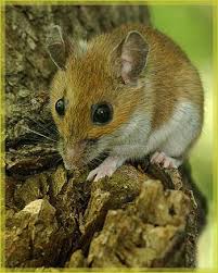 Mouse