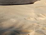 File:Beach sand.jpg - Wikimedia Commons