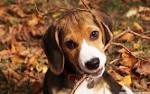 Beagle puppy wallpaper - 691892