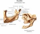 Prendiamo una <b>mandibola</b>