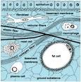 connective tissue: Definition from Answers.