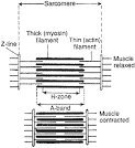 sliding-filament theory: Information from Answers.