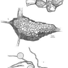 Attēlu rezultāti vaicājumam “Diderma crustaceum spores”