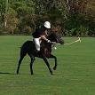 Pony - Wikipedia, the free encyclopedia