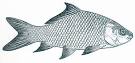 Catla carp | Primary industries &amp; fisheries | Queensland Government