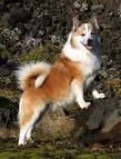 Breed information - Icelandic Sheepdog