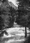 Trees, The Yosemite Valley (1910) by Galen Clark