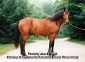 American Livestock Breeds Conservancy: Cleveland Bay Horse