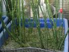 The History of Asparagus, How to Grow Asparagus