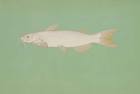 Albino channel catfish - via Daymix