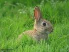 Oryctolagus cuniculus - králík