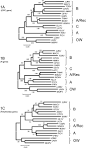 NW, <b>New World arenaviruses</b>;