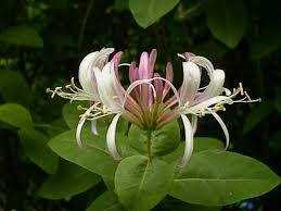 Jasmine