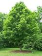 Acer saccharum - Wikipedia, the free encyclopedia