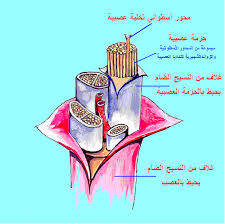 صور و رسومات تخطيطية لفهم الجال الاول في مادة العلوم الطبيعية أكثر Images?q=tbn:ANd9GcR_DhSGHVFkiG-h5HUGgoDd72hCYE0QFJ1EQW0__f16fGvJ6mn4ZA