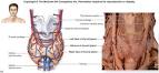 Thyroid gland
