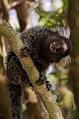 Marmoset - Wikipedia, the free encyclopedia