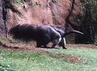 Giant Anteater (Myrmecophaga tridactyla)